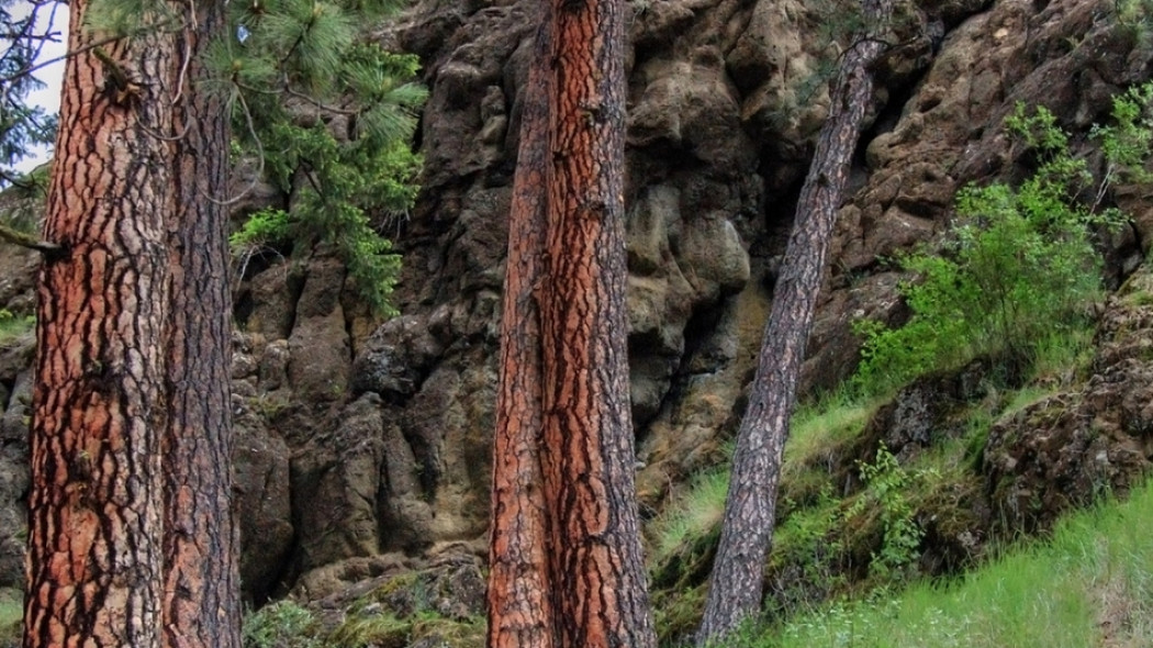 Sosna żółta Pinus ponderosa