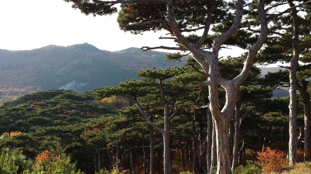 Sosna czarna Pinus nigra z korona parasolowata