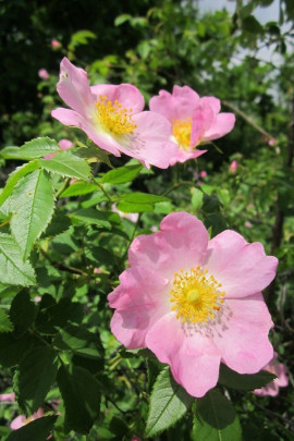 dzika róża Rosa canina fot. WikimediaImages - Pixabay.com