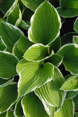 hosta funkia bylina ozdobna z liści fot. Susbany - Pixabay.com