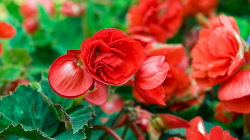 Begonia bulwiasta doniczkową rośliną cebulową 2016 roku!