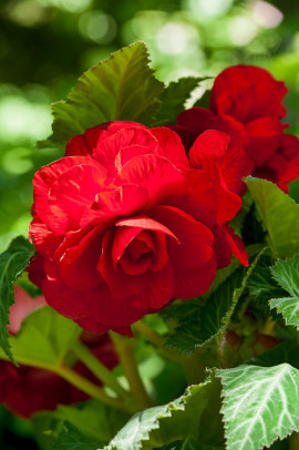 Begonia fimbriata Double Scarlate