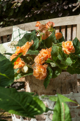 Begonia Picotee Lace