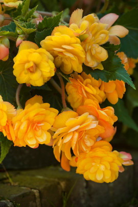 Begonia pendula Illumination Apricot