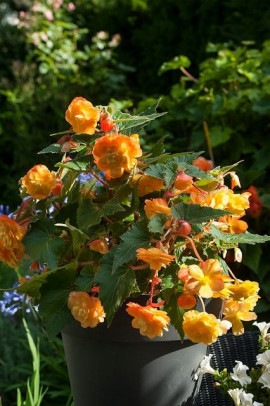 Begonia pendula Illumination Apricot