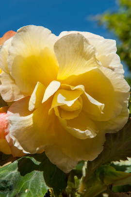 Begonia pendula Cascade Odorosa Yellow