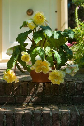 Begonia pendula Cascade Odorosa Yellow