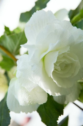 Begonia pendula Illumination White