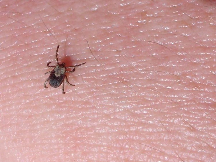 Groźne choroby odkleszczowe. Nie daj się ugryźć!