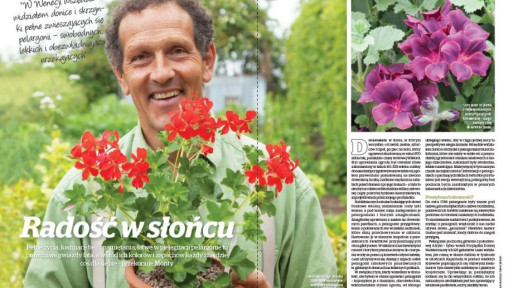 Monty poleca pelargonie: Kolor na długie miesiące