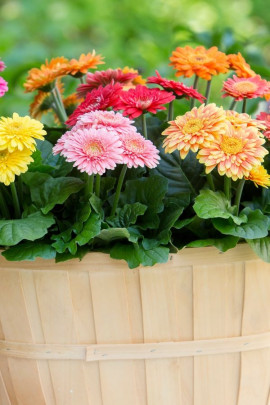 gerbera w doniczce fot. Flora Dania