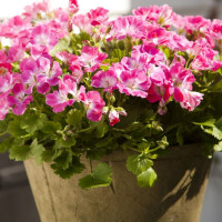 Pelargonia angielska – królowa domowych parapetów. Jak o nią dbać, by pięknie kwitła?