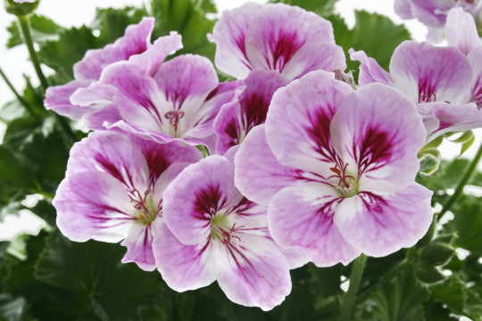 Pelargonia wielkokwiatowa, fot. Flora Dania