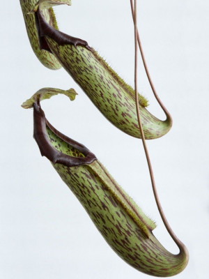 Dzbanecznik (fot. Flower Council Holland)