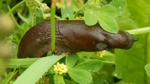 Sprawdzone sposoby na ślimaki nagie | Jak się pozbyć pomrowów i innych ślimaków bezmuszlowych?