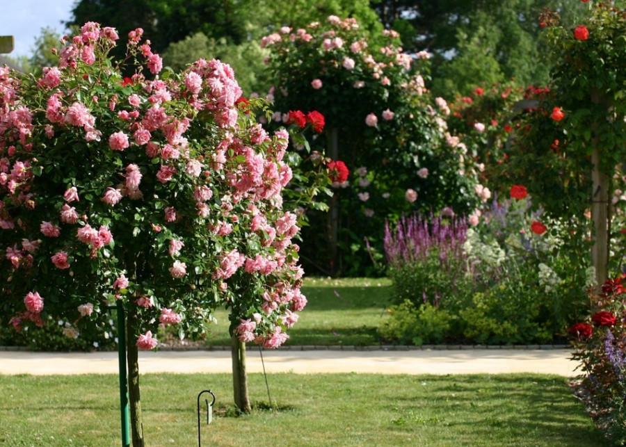Róże ogrodowe: podział na grupy i odmiany, fot. patriciaolivier-siche - Pixabay
