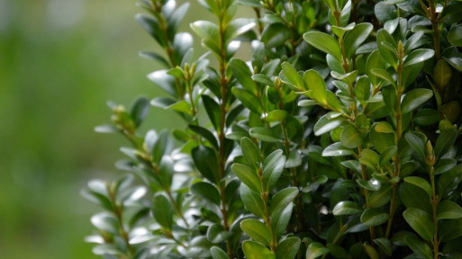 NOWOŚĆ: TOPBUXUS - naturalne nawozy do bukszpanów