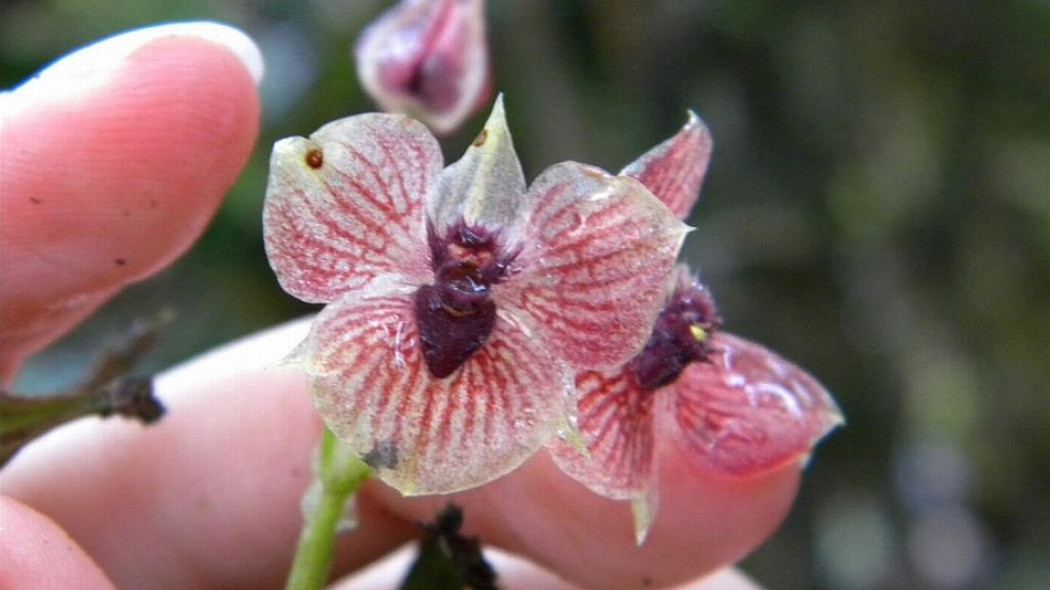 diabelski stoczyk Telipogon diabolicus