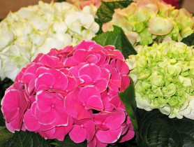 Kolor kwiatów hortensji: czy można go zmienić? Ten preparat szybko to zrobi!