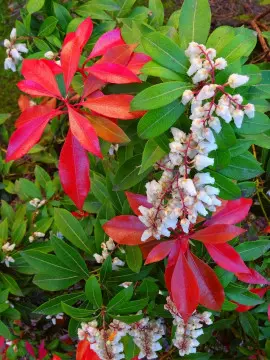 pieris fot. Adriana W. Van Leeuwen