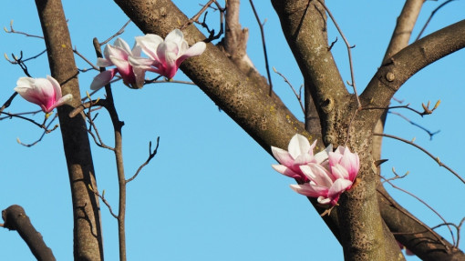 Jak ochronić magnolię przed gryzoniami?