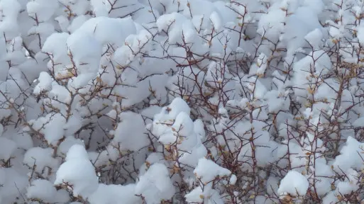 Śnieg: kiedy pomaga roślinom, a kiedy szkodzi?