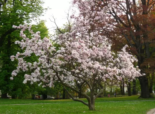 kwitnąca magnolia Soulangea fot. Kroton CC BY 3.0 Wikimedia Commons