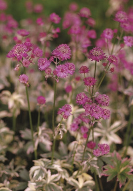 Jarzmianka większa Astrantia major Star of Magic