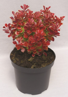 Berberys Thunberga Berberis thunbergii Ruby Star