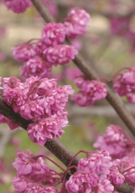 Judaszowiec kanadyjski Cercis canadensis Pink Pom Poms