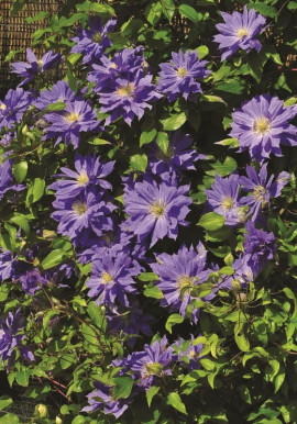 Clematis Copernicus