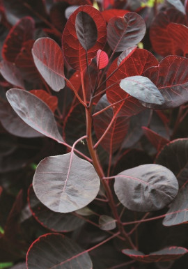 Cotinus coggygria Lilla