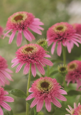 Echinacea Butterfly Kisses