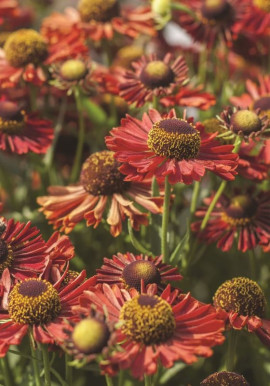 Helenium Ranchera