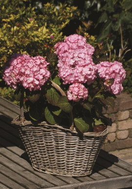 Hydrangea macrophylla YOU-ME MISS SAORI