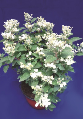 Hydrangea paniculata Polestar