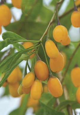 Lycium barbarum AMBER SWEET GOJI