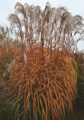 Miscanthus sinensis Memory