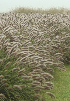 Pennisetum alopecuroides Lady U