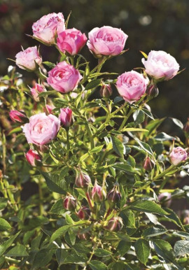 Rosa BLUSH PIXIE Bozbluspix