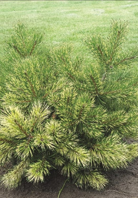 Pinus uncinata Billabong