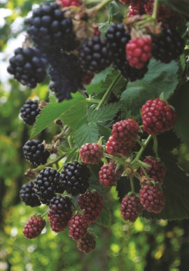 Rubus fruitcosus Black Cascade