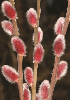 Salix gracilistyla Mt Aso