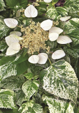 Schizophragma hydrangeoides BURST OF LIGHT