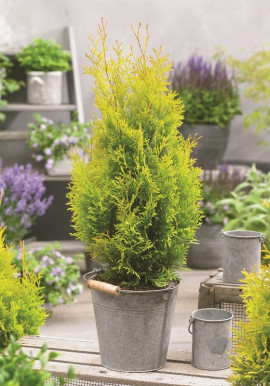 Thuja occidentalis SUNNY SMARAGD