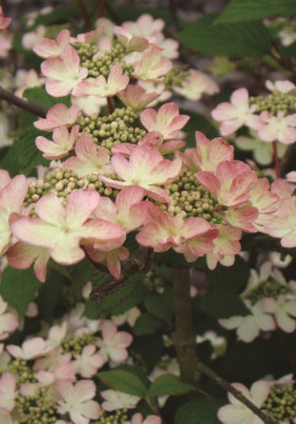 Viburnum plicatum KILIMADNJARO SUNRISE JWW5