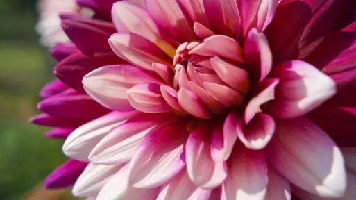 Dinnerplate – kolekcja dalii "talerzowych", odmian o olbrzymich kwiatach!