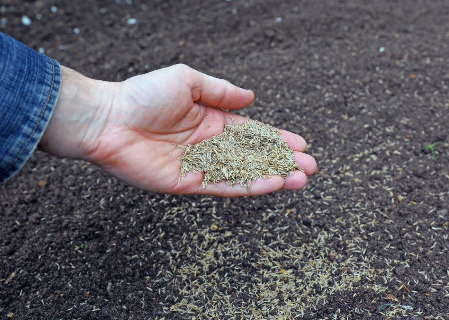 Jak wysiewać nasiona na trawnik? Praktyczne porady