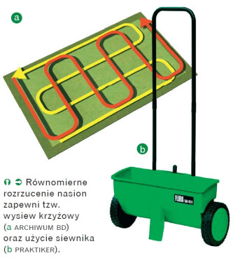 jak wysiewać nasiona na trawnik