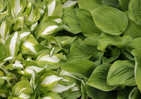 Hosta, czyli funkia | Polecamy najpopularniejsze...